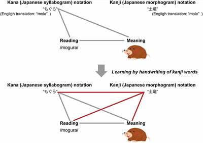 Differences in Brain Activity After Learning With the Use of a Digital Pen vs. an Ink Pen—An Electroencephalography Study